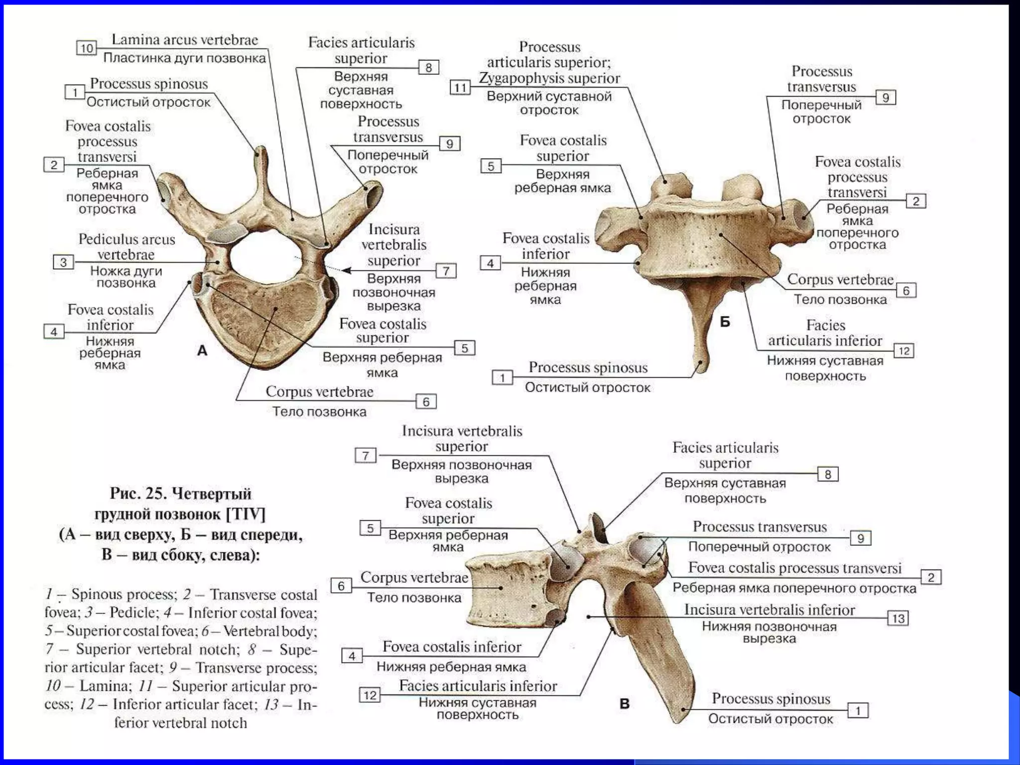 Yalangoch erkaklar sahnada video