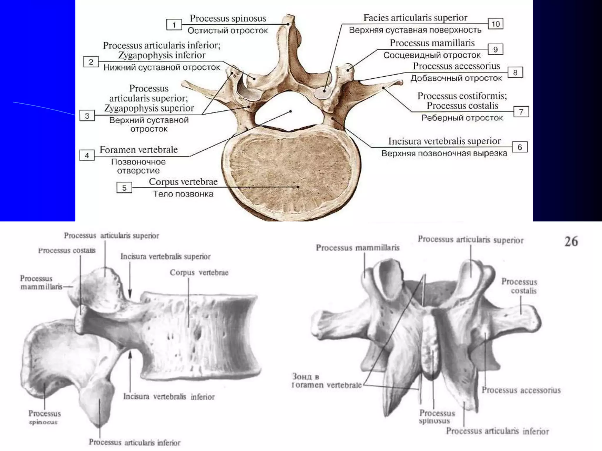 Yetuk va yosh lesbiyanlar