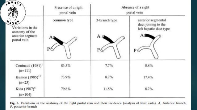 Anatomy of liver hilum