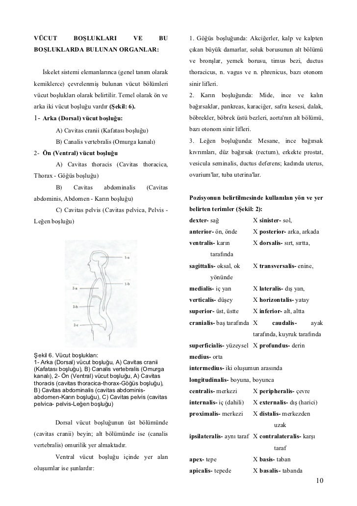 Insan Vucudunda Yeni Bir Organ Kesfedildi Interstitiyum Sondakika Haberler