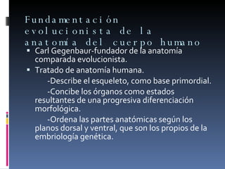 Fundamentación evolucionista de la anatomía del cuerpo humano Carl Gegenbaur-fundador de la anatomía comparada evolucionista.  Tratado de anatomía humana. -Describe el esqueleto, como base primordial. -Concibe los órganos como estados resultantes de una progresiva diferenciación morfológica.  -Ordena las partes anatómicas según los planos dorsal y ventral, que son los propios de la embriología genética.  