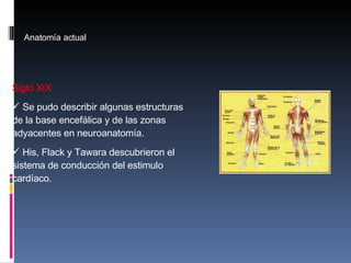 Anatom ía actual Siglo XIX Se pudo describir algunas estructuras de la base encefálica y de las zonas adyacentes en neuroanatomía. His, Flack y Tawara descubrieron el sistema de conducción del estimulo cardíaco.  