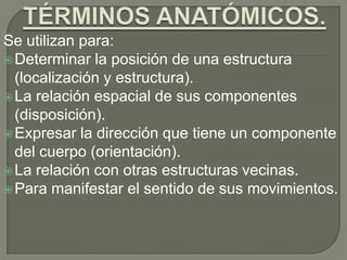 Se utilizan para:
Determinar la posición de una estructura
(localización y estructura).
La relación espacial de sus componentes
(disposición).
Expresar la dirección que tiene un componente
del cuerpo (orientación).
La relación con otras estructuras vecinas.
Para manifestar el sentido de sus movimientos.
 