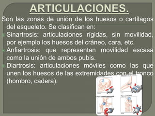 Son las zonas de unión de los huesos o cartílagos
del esqueleto. Se clasifican en:
 Sinartrosis: articulaciones rígidas, sin movilidad,
por ejemplo los huesos del cráneo, cara, etc.
 Anfiartrosis: que representan movilidad escasa
como la unión de ambos pubis.
 Diartrosis: articulaciones móviles como las que
unen los huesos de las extremidades con el tronco
(hombro, cadera).
 