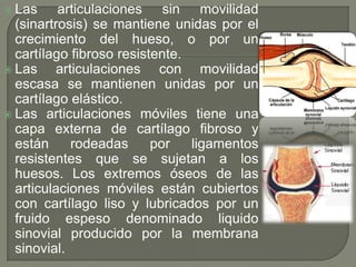  Las articulaciones sin movilidad
(sinartrosis) se mantiene unidas por el
crecimiento del hueso, o por un
cartílago fibroso resistente.
 Las articulaciones con movilidad
escasa se mantienen unidas por un
cartílago elástico.
 Las articulaciones móviles tiene una
capa externa de cartílago fibroso y
están rodeadas por ligamentos
resistentes que se sujetan a los
huesos. Los extremos óseos de las
articulaciones móviles están cubiertos
con cartílago liso y lubricados por un
fruido espeso denominado liquido
sinovial producido por la membrana
sinovial.
 
