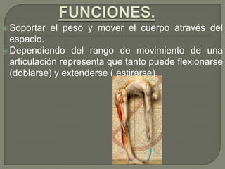  Soportar el peso y mover el cuerpo através del
espacio.
 Dependiendo del rango de movimiento de una
articulación representa que tanto puede flexionarse
(doblarse) y extenderse ( estirarse).
 