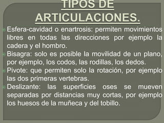  Esfera-cavidad o enartrosis: permiten movimientos
libres en todas las direcciones por ejemplo la
cadera y el hombro.
 Bisagra: solo es posible la movilidad de un plano,
por ejemplo, los codos, las rodillas, los dedos.
 Pivote: que permiten solo la rotación, por ejemplo
las dos primeras vertebras.
 Deslizante: las superficies oses se mueven
separadas por distancias muy cortas, por ejemplo
los huesos de la muñeca y del tobillo.
 