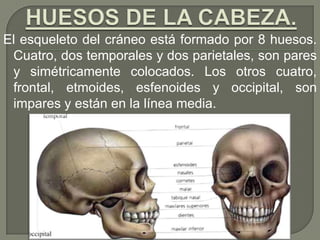 El esqueleto del cráneo está formado por 8 huesos.
Cuatro, dos temporales y dos parietales, son pares
y simétricamente colocados. Los otros cuatro,
frontal, etmoides, esfenoides y occipital, son
impares y están en la línea media.
 