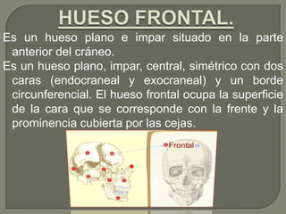 Es un hueso plano e impar situado en la parte
anterior del cráneo.
Es un hueso plano, impar, central, simétrico con dos
caras (endocraneal y exocraneal) y un borde
circunferencial. El hueso frontal ocupa la superficie
de la cara que se corresponde con la frente y la
prominencia cubierta por las cejas.
 