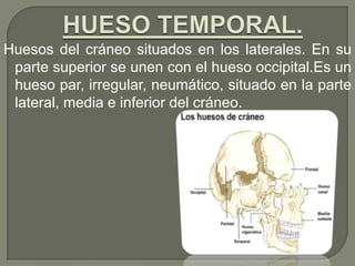 Huesos del cráneo situados en los laterales. En su
parte superior se unen con el hueso occipital.Es un
hueso par, irregular, neumático, situado en la parte
lateral, media e inferior del cráneo.
 