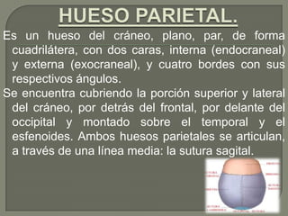 Es un hueso del cráneo, plano, par, de forma
cuadrilátera, con dos caras, interna (endocraneal)
y externa (exocraneal), y cuatro bordes con sus
respectivos ángulos.
Se encuentra cubriendo la porción superior y lateral
del cráneo, por detrás del frontal, por delante del
occipital y montado sobre el temporal y el
esfenoides. Ambos huesos parietales se articulan,
a través de una línea media: la sutura sagital.
 