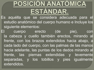 Es aquélla que se considera adecuada para el
estudio anatómico del cuerpo humano e Incluye los
siguiente elementos:
El cuerpo erecto (de pie), con
la cabeza y cuello también erectos, mirando al
frente, con los brazos extendidos hacia abajo, a
cada lado del cuerpo, con las palmas de las manos
hacia adelante, las puntas de los dedos mirando al
frente, las piernas extendidas y levemente
separadas, y los tobillos y pies igualmente
extendidos.
 