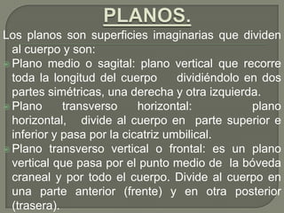 Los planos son superficies imaginarias que dividen
al cuerpo y son:
 Plano medio o sagital: plano vertical que recorre
toda la longitud del cuerpo dividiéndolo en dos
partes simétricas, una derecha y otra izquierda.
 Plano transverso horizontal: plano
horizontal, divide al cuerpo en parte superior e
inferior y pasa por la cicatriz umbilical.
 Plano transverso vertical o frontal: es un plano
vertical que pasa por el punto medio de la bóveda
craneal y por todo el cuerpo. Divide al cuerpo en
una parte anterior (frente) y en otra posterior
(trasera).
 