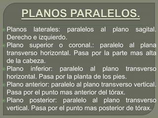  Planos laterales: paralelos al plano sagital.
Derecho e izquierdo.
 Plano superior o coronal.: paralelo al plana
transverso horizontal. Pasa por la parte mas alta
de la cabeza.
 Plano inferior: paralelo al plano transverso
horizontal. Pasa por la planta de los pies.
 Plano anterior: paralelo al plano transverso vertical.
Pasa por el punto mas anterior del tórax.
 Plano posterior: paralelo al plano transverso
vertical. Pasa por el punto mas posterior de tórax.
 