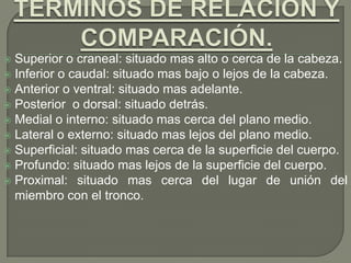  Superior o craneal: situado mas alto o cerca de la cabeza.
 Inferior o caudal: situado mas bajo o lejos de la cabeza.
 Anterior o ventral: situado mas adelante.
 Posterior o dorsal: situado detrás.
 Medial o interno: situado mas cerca del plano medio.
 Lateral o externo: situado mas lejos del plano medio.
 Superficial: situado mas cerca de la superficie del cuerpo.
 Profundo: situado mas lejos de la superficie del cuerpo.
 Proximal: situado mas cerca del lugar de unión del
miembro con el tronco.
 