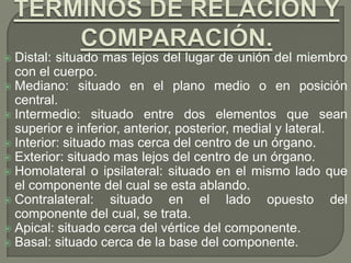  Distal: situado mas lejos del lugar de unión del miembro
con el cuerpo.
 Mediano: situado en el plano medio o en posición
central.
 Intermedio: situado entre dos elementos que sean
superior e inferior, anterior, posterior, medial y lateral.
 Interior: situado mas cerca del centro de un órgano.
 Exterior: situado mas lejos del centro de un órgano.
 Homolateral o ipsilateral: situado en el mismo lado que
el componente del cual se esta ablando.
 Contralateral: situado en el lado opuesto del
componente del cual, se trata.
 Apical: situado cerca del vértice del componente.
 Basal: situado cerca de la base del componente.
 