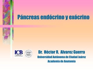 Páncreas endócrino y exócrino
Dr. Héctor R. Alvarez Guerra
Universidad Autónoma de Ciudad Juárez
Academia de Anatomía
 
