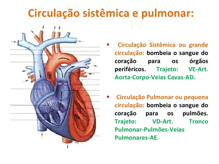 Diferença Entre Circulação Sistêmica E Circulação Pulmonar – ADETVC