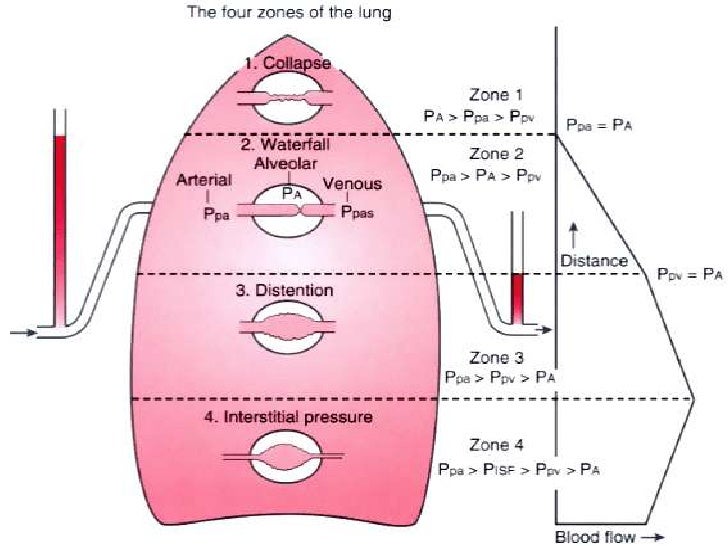 Anatomofisiologia respiratoria y funcion pulmonar