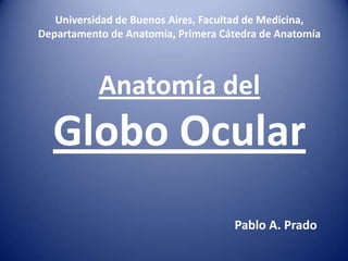 Universidad de Buenos Aires, Facultad de Medicina,
Departamento de Anatomía, Primera Cátedra de Anatomía



           Anatomía del
  Globo Ocular
                                    Pablo A. Prado
 