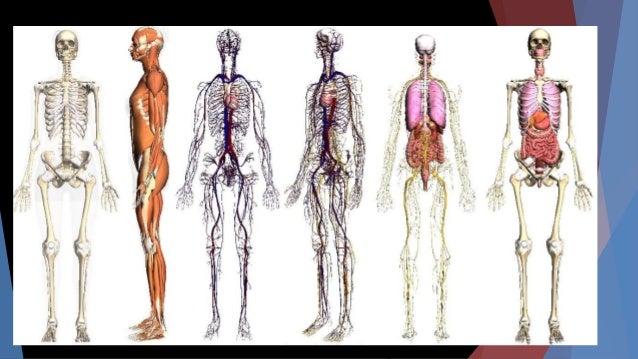 Anatomia Humana 2017