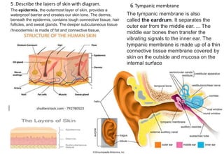 ANATOMY- structure and function of the cells | PPTX