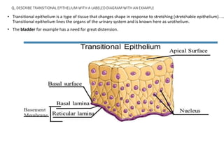 ANATOMY- structure and function of the cells | PPTX