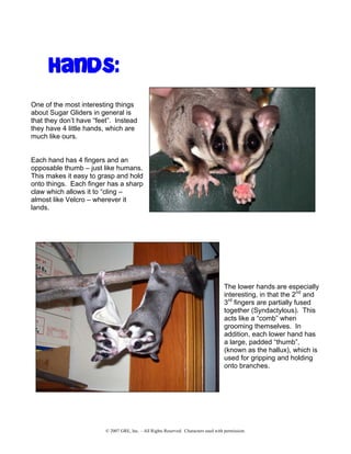 sugar glider pets 101