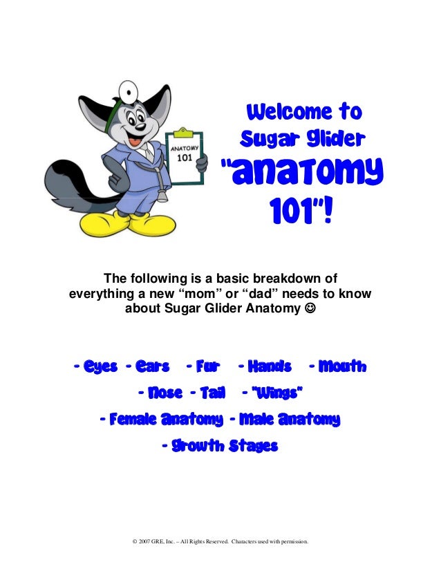 sugar glider 101