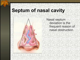 Septu Anatomy and physiology of ENT organs | PPT