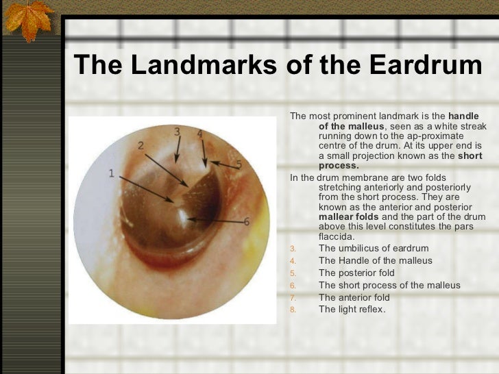 Anatomy and physiology of ENT organs