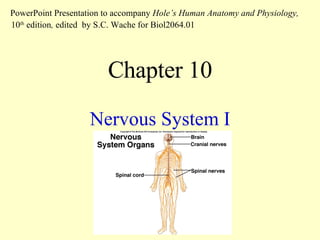 Chapter 10 Nervous System I PowerPoint Presentation to accompany  Hole’s Human Anatomy and Physiology,  10 th  edition ,  edited   by S.C. Wache for Biol2064.01 