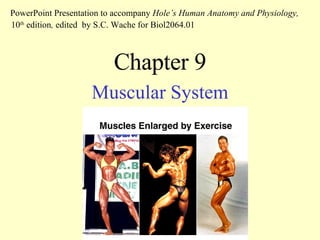 Chapter 9 Muscular System PowerPoint Presentation to accompany  Hole’s Human Anatomy and Physiology,  10 th  edition ,  edited   by S.C. Wache for Biol2064.01 