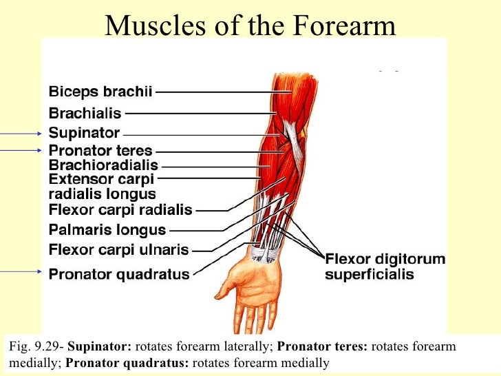 Anatomy