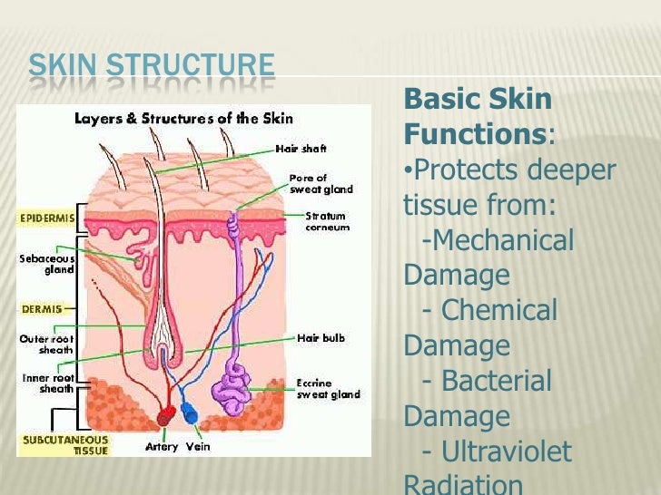 Anatomy and Physiology