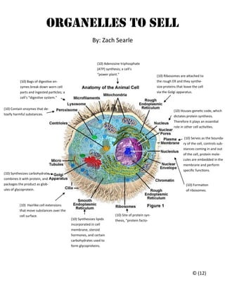 Organelles to sell
                                                          By: Zach Searle


                                                             (10) Adenosine triphosphate
                                                             (ATP) synthesis; a cell’s
                                                             “power plant.”                         (10) Ribosomes are attached to
          (10) Bags of digestive en-                                                                the rough ER and they synthe-
          zymes break down worn cell                                                                size proteins that leave the cell
          parts and ingested particles; a                                                           via the Golgi apparatus.
          cell’s “digestive system.”


(10) Contain enzymes that de-
                                                                                                                (10) Houses genetic code, which
toxify harmful substances.
                                                                                                                dictates protein synthesis.
                                                                                                                Therefore it plays an essential
                                                                                                                role in other cell activities.


                                                                                                                       (10) Serves as the bounda-
                                                                                                                      ry of the cell, controls sub-
                                                                                                                      stances coming in and out
                                                                                                                      of the cell, protein mole-
                                                                                                                      cules are embedded in the
                                                                                                                      membrane and perform
                                                                                                                      specific functions.
(10) Synthesizes carbohydrate,
combines it with protein, and
packages the product as glob-                                                                                           (10) Formation
ules of glycoprotein.                                                                                                   of ribosomes.



          (10) Hairlike cell extensions
          that move substances over the
          cell surface.                                                 (10) Site of protein syn-
                                            (10) Synthesizes lipids     thesis, “protein facto-
                                            incorporated in cell
                                            membrane, steroid
                                            hormones, and certain
                                            carbohydrates used to
                                            form glycoproteins.




                                                                                                                             © (12)
 