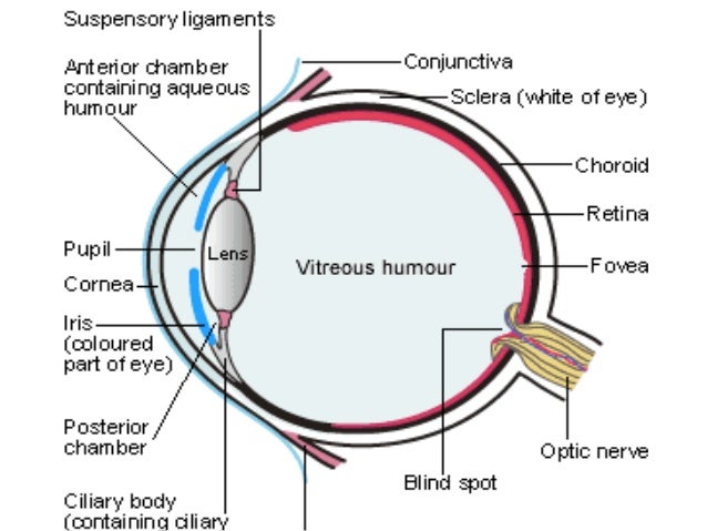 Anatomy Of The Eye