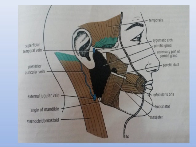 Anatomy of the oral cavity