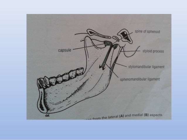 Anatomy of the oral cavity