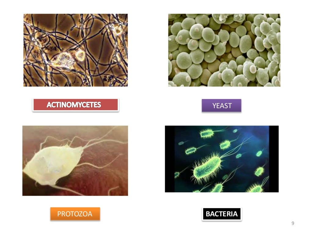 insect cellular and their roles