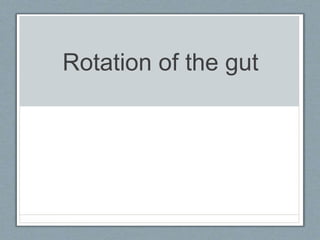 Rotation of the gut
 