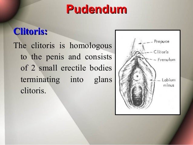 Anatomy of The Female Genital Tract