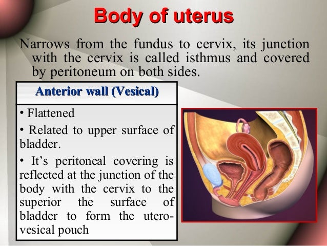 Anatomy of The Female Genital Tract