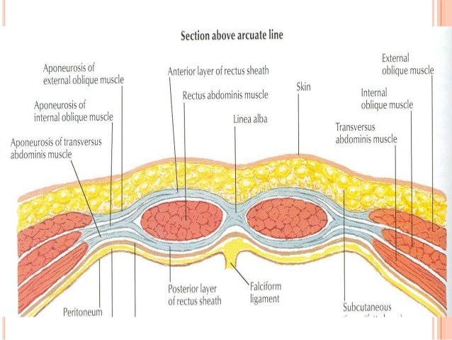 Image result for external rectus sheath dog
