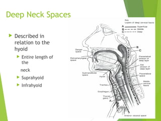 Deep Neck Spaces
 Described in
relation to the
hyoid
 Entire length of
the
neck
 Suprahyoid
 Infrahyoid
 