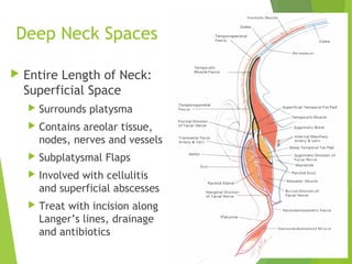 Deep Neck Spaces
 Entire Length of Neck:
Superficial Space
 Surrounds platysma
 Contains areolar tissue,
nodes, nerves and vessels
 Subplatysmal Flaps
 Involved with cellulitis
and superficial abscesses
 Treat with incision along
Langer’s lines, drainage
and antibiotics
 
