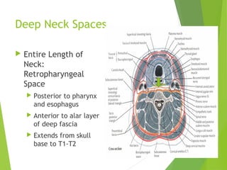 Deep Neck Spaces
 Entire Length of
Neck:
Retropharyngeal
Space
 Posterior to pharynx
and esophagus
 Anterior to alar layer
of deep fascia
 Extends from skull
base to T1-T2
 