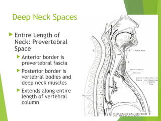 Deep Neck Spaces
 Entire Length of
Neck: Prevertebral
Space
 Anterior border is
prevertebral fascia
 Posterior border is
vertebral bodies and
deep neck muscles
 Extends along entire
length of vertebral
column
 