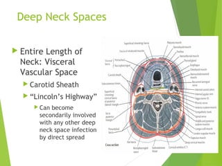 Deep Neck Spaces
 Entire Length of
Neck: Visceral
Vascular Space
 Carotid Sheath
 “Lincoln’s Highway”
 Can become
secondarily involved
with any other deep
neck space infection
by direct spread
 