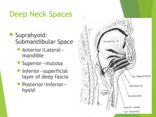 Deep Neck Spaces
 Suprahyoid:
Submandibular Space
 Anterior/Lateral—
mandible
 Superior—mucosa
 Inferior—superficial
layer of deep fascia
 Posterior/Inferior--
hyoid
 